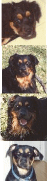 the faces of Hanz