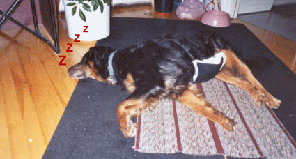 Pooch Diaper 1