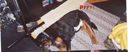 Pooch Diaper 2