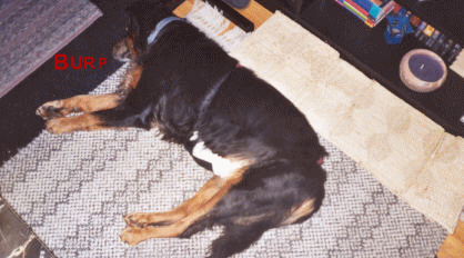 Pooch Diaper 3