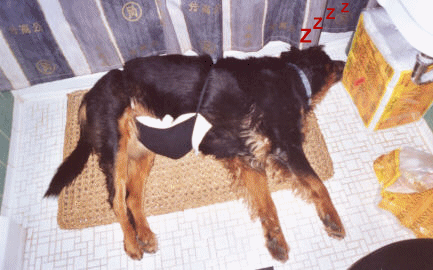 Pooch Diaper 4