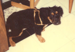 Hanz as a puppy