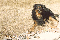 cute dog