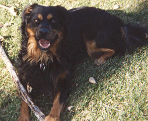 Hanz happy at play