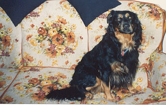 Hanz on the couch