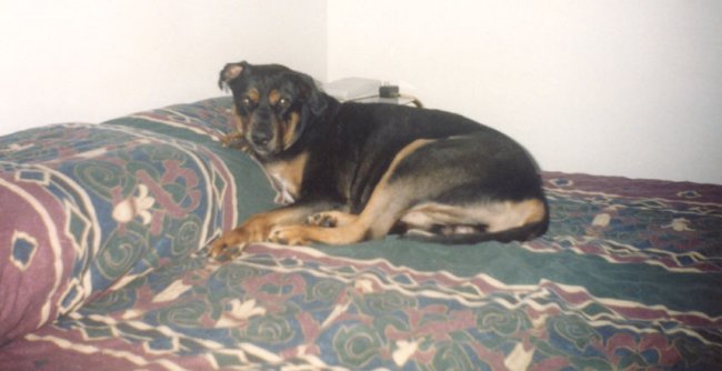 Hanz on the pillow