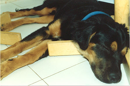 Hanz having a snooze