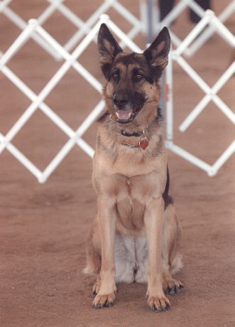 Honey during her sit command