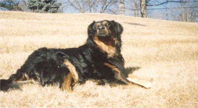 This is Hanz, a drop-dead gorgeous dog !