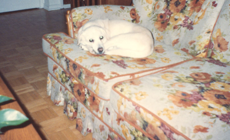 Sandy on the couch