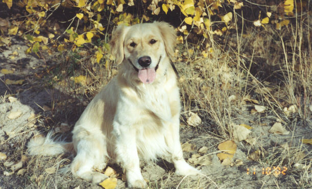 Timber sitting