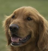 Winston
